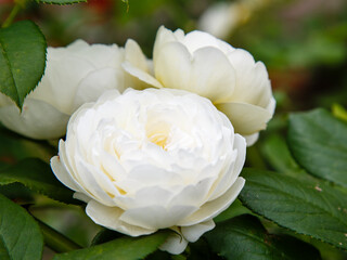 Roses in the garden. Blooming Roses on the Bush. Growing roses in the garden.