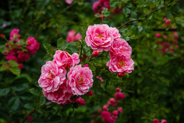 Roses in the garden. Blooming Roses on the Bush. Growing roses in the garden.