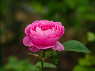 Roses in the garden. Blooming Roses on the Bush. Growing roses in the garden.