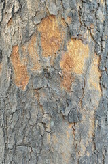 Obraz premium Tree bark