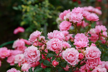 Obraz na płótnie Canvas Roses in the garden. Blooming Roses on the Bush. Growing roses in the garden.