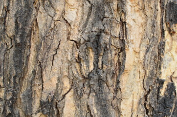Tree bark
