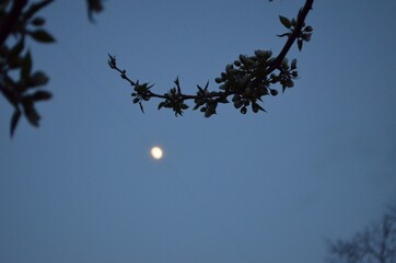 moon and tree