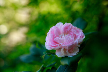 Roses in the garden. Blooming Roses on the Bush. Growing roses in the garden.