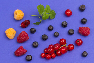 Still life of multi-colored berries on purple background. Red currants, raspberries red and yellow, blueberries, green mint