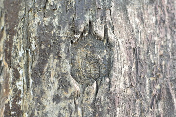 Tree bark