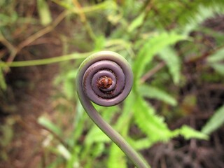 Photo of fern growing in the forest