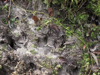 Photo of pig's footprint in the forest