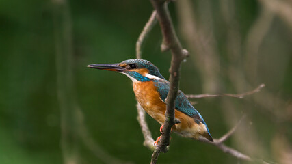 Zimorodek (Alcedo atthis) © Harald