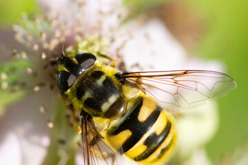 bee on a flower in macro