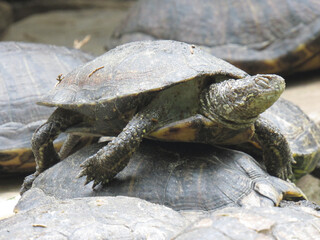 Turtle on land. Close up photo. Side portrait