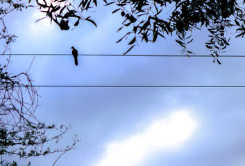 dove on a ware 