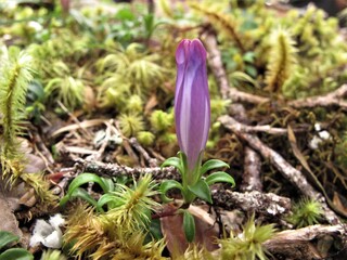 Photo of Crocus purple flower in the jungle