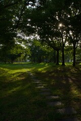 夢の島公園の木漏れ日　木陰