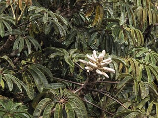 Fototapeta premium Photo of Schefflera digitata plant or the pate, or seven finger or umbrella tree in the forest