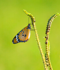 butterfly on a green leaf