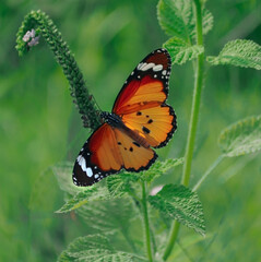 butterfly on flower