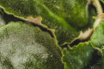 Fluffy leaves of potted plant macro