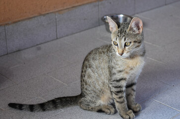 Gray kitten sitting on the balcony floor