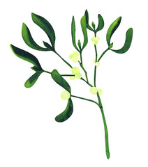 christmas plant watercolor mistletoe branch isolated on white background