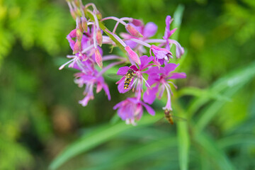 Beautiful violet wildflower with an insect, a hoverfly, also called flower fly or syrphid fly. Picture from Scania, southern Sweden