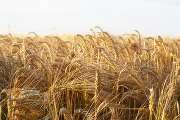 Reifes Gerstengetreide auf dem Feld kurz vor der Ernte im Sommer. Goldgelbe Getreideähren der...