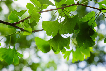 Fototapeta na wymiar Ginkgo biloba green leaves on a tree