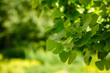 Fototapeta na wymiar Leaves of Ginkgo Biloba. Relict Ginkgo biloba tree. Medicinal plant. Green background with ginkgo biloba.