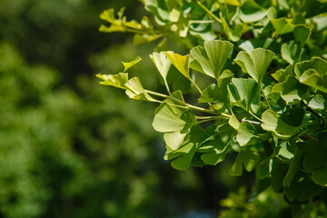 Leaves of Ginkgo Biloba. Relict Ginkgo biloba tree. Medicinal plant. Green background with ginkgo biloba.