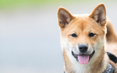 Portrait eines Shiba Inu