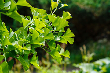 Leaves of Ginkgo Biloba. Relict Ginkgo biloba tree. Medicinal plant. Green background with ginkgo biloba.
