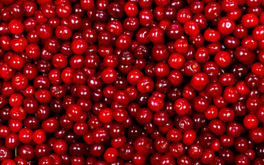 Many fresh cherries, close-up. Heap of ripe cherries