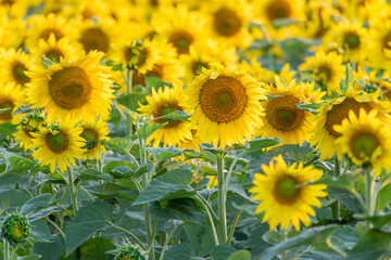 Sunflowers in a field before sunset