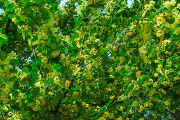 Linden blossom on linden branches. Linden flowers on the tree. Background from a blossoming linden tree on the branches of a tree.