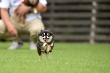 ドッグランで遊ぶチワワ