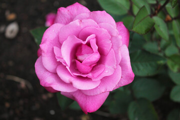 Delicate purple rosebud in the rays of the summer sun