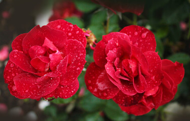 Two red roses bathe in the morning dew