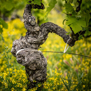 Vigne en cotes du Rh&ocirc;ne