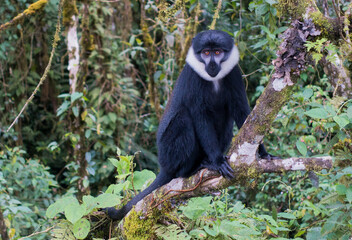 L'Hoest's monkey / primate in the Nyungwe Forest National Park, Rwanda, Africa