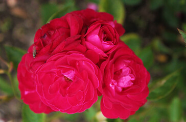 A transparent inflorescence of delicate scarlet roses invited a fly to visit