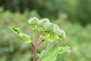 Große Klette im Harz
