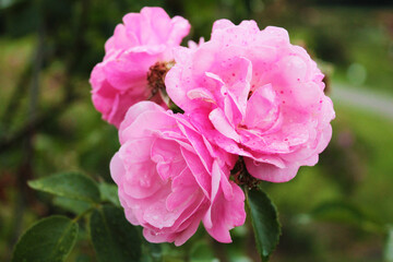 Fototapeta premium Three buds of tender roses rejoice in the sun after a summer rain