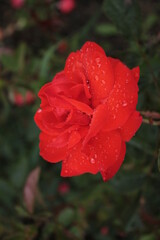 The red rose bathes in the morning dew