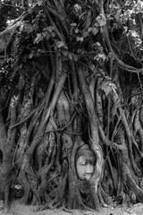 tree roots