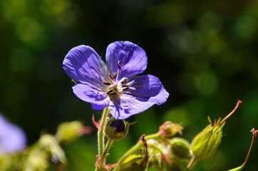 Cranesbills group of flowers, Geranium Rozanne in bloom