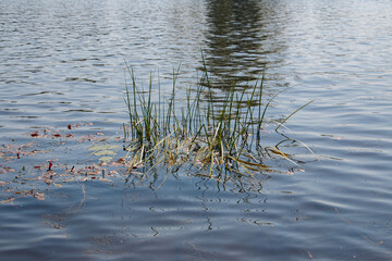 Small island of reeds in the river, big water, ripples on the water