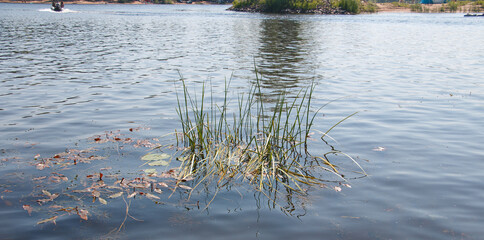Small island of reeds in the river, big water, ripples on the water