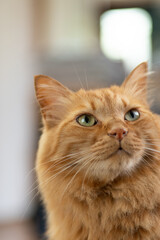 可愛い猫　　茶トラ猫