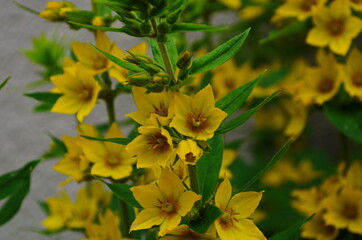 Lysimachia vulgaris. Lysimachia vulgaris. Yellow flowers. Close-up. Flowerbed. Garden. Solar flowers. Horizontal