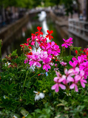 Pink flowers near a canal